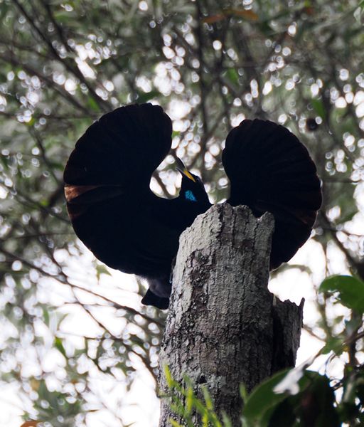 Victoria riflebird (paradijsvogel) bij Lake Barrine, Australië